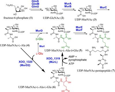 Peptide Epimerization Machineries Found in Microorganisms